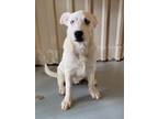 Adopt Winston a Great Pyrenees / Mixed Breed (Medium) / Mixed dog in McIntosh