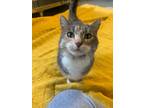Adopt Misty a Domestic Shorthair / Mixed (short coat) cat in Barron