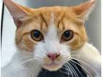 Adopt Kelso a Orange or Red Domestic Shorthair cat in Wildomar, CA (41376907)