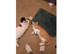 Adopt Bourbon a Orange or Red Calico / Mixed (short coat) cat in Fridley