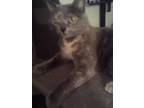 Adopt Raven a Gray or Blue (Mostly) Tabby / Mixed (medium coat) cat in