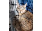 Adopt MIss Kitty Kitty a Tan or Fawn Tabby Tabby (short coat) cat in Pinehurst
