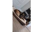 Adopt Grizzly a Brown/Chocolate - with Tan Belgian Malinois / Dutch Shepherd /
