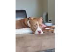 Adopt Monkey a Brown/Chocolate - with White American Pit Bull Terrier / Mixed