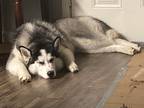 Adopt Smokey a White - with Gray or Silver Husky / Mixed dog in Rancho Cordova