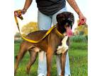 Adopt Rocky a Labrador Retriever / Bernese Mountain Dog / Mixed dog in