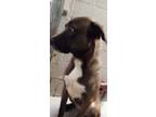 Adopt Rocky a Labrador Retriever / Bernese Mountain Dog / Mixed dog in