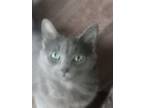 Adopt Flip a Gray or Blue Domestic Mediumhair / Mixed (medium coat) cat in
