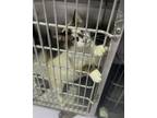 Adopt Stoney Laru a White Domestic Shorthair / Domestic Shorthair / Mixed cat in