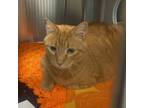 Adopt Lasagna a Domestic Shorthair / Mixed cat in Des Moines, IA (41371464)