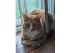 Adopt Freddie a Orange or Red (Mostly) Domestic Longhair (long coat) cat in