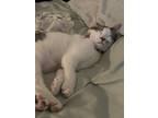 Adopt Nunu a White (Mostly) Domestic Shorthair / Mixed (short coat) cat in