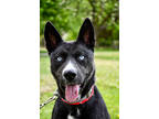 Adopt Mr. Blue a Black Husky / American Pit Bull Terrier / Mixed (short coat)