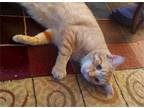 Adopt BUTTERS-a lovable softy a Orange or Red (Mostly) Tabby (short coat) cat in