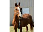 Adopt Vermont a Arabian / Mixed horse in Houston, TX (41010916)
