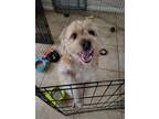 Adopt Bowser a Shih Tzu / Terrier (Unknown Type, Medium) / Mixed dog in Tustin