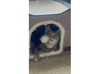 Adopt Lola a Brown Tabby Domestic Shorthair / Mixed cat in Fort Myers