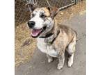 Adopt King a Brindle Mixed Breed (Large) / Mixed dog in Meadow Lake