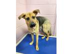 Adopt Joey a Shepherd (Unknown Type) / Mixed Breed (Medium) / Mixed dog in North