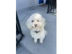 Adopt Churro a White Maltipoo / Mixed dog in San Diego, CA (41378171)