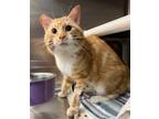 Adopt Pekoe a Orange or Red Domestic Shorthair / Domestic Shorthair / Mixed cat
