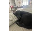 Adopt Duke a Black - with White Labrador Retriever / German Shepherd Dog / Mixed