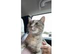 Adopt Athena a Gray, Blue or Silver Tabby Domestic Shorthair / Mixed (short