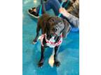 Adopt SPAULDING, GEORGETTE, & GRIF a Black - with White Hound (Unknown Type) /