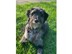 Adopt Barkley a Brindle Aussiedoodle / Mixed dog in Heath, TX (41378124)