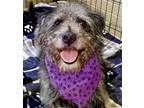 Adopt Bud a Gray/Silver/Salt & Pepper - with White Terrier (Unknown Type