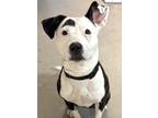 Adopt Jicama a Black American Pit Bull Terrier / Mixed Breed (Medium) / Mixed