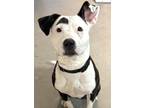 Adopt Jicama a Black American Pit Bull Terrier / Mixed dog in Madison