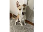 Adopt ACE a Tan/Yellow/Fawn - with White Husky / Shepherd (Unknown Type) / Mixed