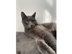 Adopt Smokey a Gray or Blue Domestic Shorthair / Mixed (medium coat) cat in