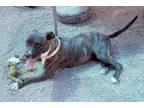 Adopt Mac a Brindle American Staffordshire Terrier dog in Kingman, AZ (41377996)
