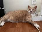 Adopt Hashbrown a Orange or Red Tabby / Mixed (short coat) cat in Montclair