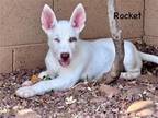 Adopt Rocket a Siberian Husky / Australian Shepherd / Mixed dog in Cave Creek