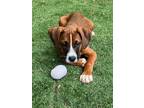 Adopt Marie a Tricolor (Tan/Brown & Black & White) Boxer / Mixed dog in West