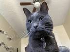 Adopt Billy a Gray or Blue Russian Blue / Mixed (short coat) cat in Montclair