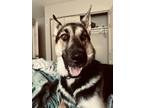 Adopt Rufus a Black German Shepherd Dog / Husky / Mixed dog in Anchorage