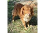 Adopt Frazier a Spaniel (Unknown Type) / Mixed dog in Meridian, MS (41377656)