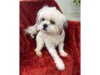 Adopt Pup Pup a Shih Tzu / Mixed dog in Meridian, MS (40871708)