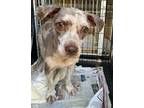 Adopt Cosmo a Mixed Breed (Medium) / Mixed dog in Meridian, MS (39537990)