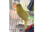 Adopt Daisy a Parakeet - Other bird in Pottstown, PA (41277187)