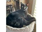 Adopt KC a All Black Bombay (short coat) cat in San Bernardino, CA (41377749)
