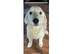 Adopt Grizzly a White Great Pyrenees / Golden Retriever / Mixed dog in
