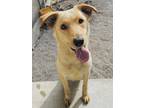 Adopt Babee a Tan/Yellow/Fawn Retriever (Unknown Type) / Mixed dog in Madison