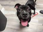 Adopt Junior a Black American Pit Bull Terrier / Boxer / Mixed dog in Jasper