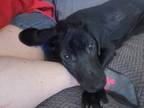 Adopt Maverick a Black Labrador Retriever / Hound (Unknown Type) / Mixed dog in