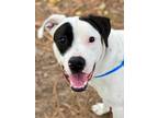 Adopt Patch *VIP* a White American Staffordshire Terrier / Mixed Breed (Medium)